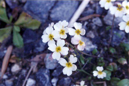 Malcolmia chia